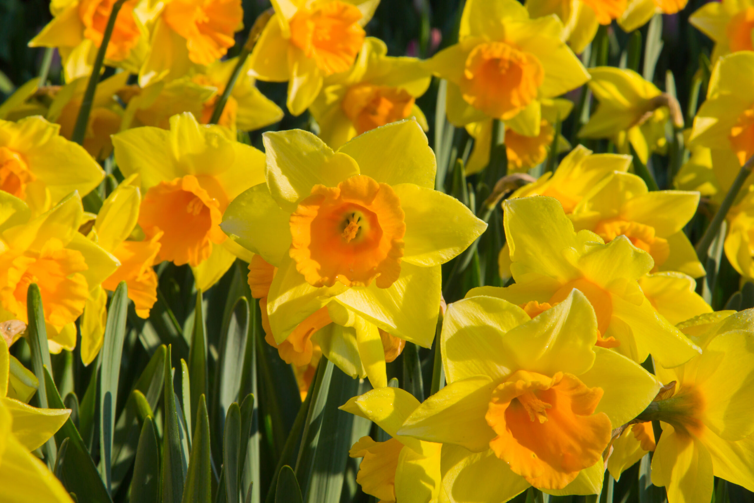 Narcissus Large Cupped 'Loveday' - Ruigrok Flowerbulbs